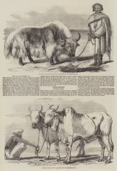 The Yak, or Thibet Ox